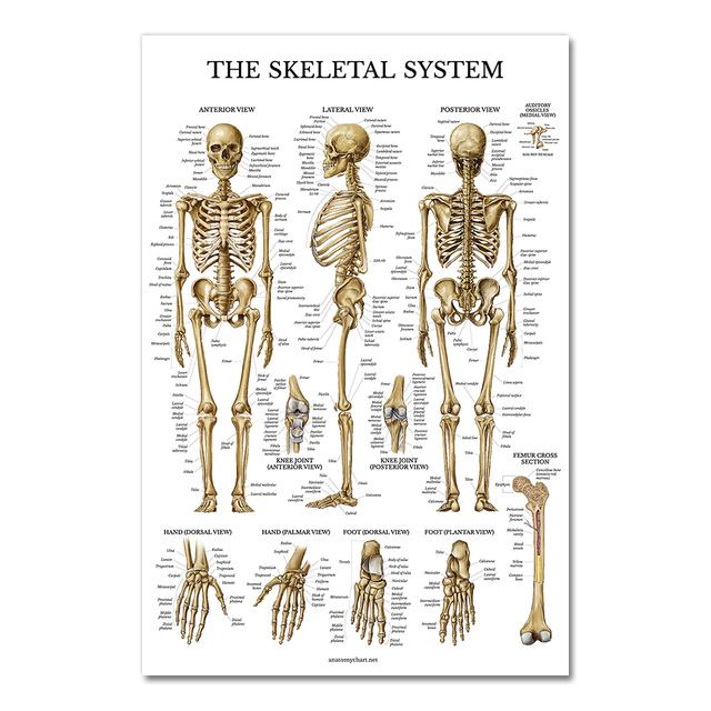 Human Anatomy Muscular System Poster Art Print Human Body Picture Medical Education Home Decoration Painting Canvas Painting No Frame 20x30cm
Human Anatomy Muscular System Poster Art Print Human Body Picture Medical Education Home Decoration Painting Canvas Painting No Frame 20x30cm