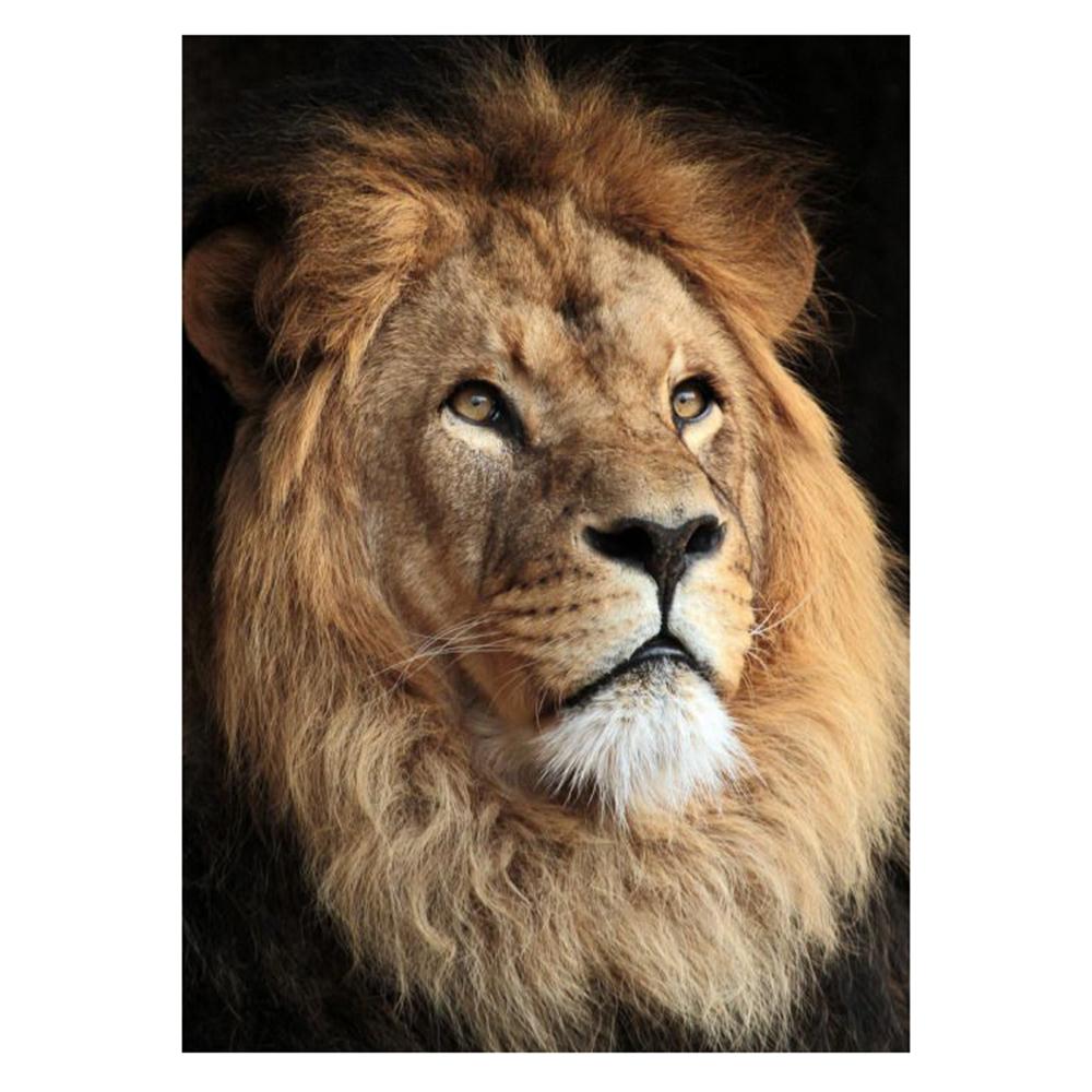 5D Алмазная картина, вышивка крестом, животное, полное изображение, художественные бусины, домашний декор, круглый
5D Алмазная картина, вышивка крестом, животное, полное изображение, художественные бусины, домашний декор, круглый