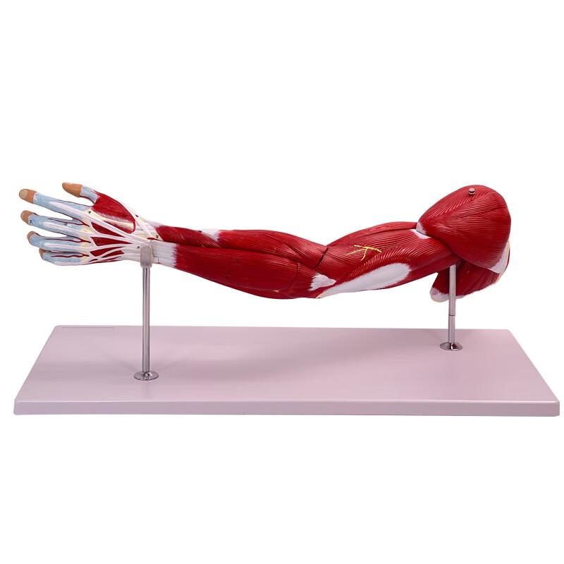 ZHANDOUHU Upper Limb Muscle & Nerve Model
ZHANDOUHU Upper Limb Muscle & Nerve Model