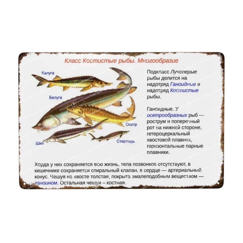 Fishing Fish Species Lures Metal Art, Home Office Tackle Shop Decor 20x30cm
Fishing Fish Species Lures Metal Art, Home Office Tackle Shop Decor 20x30cm