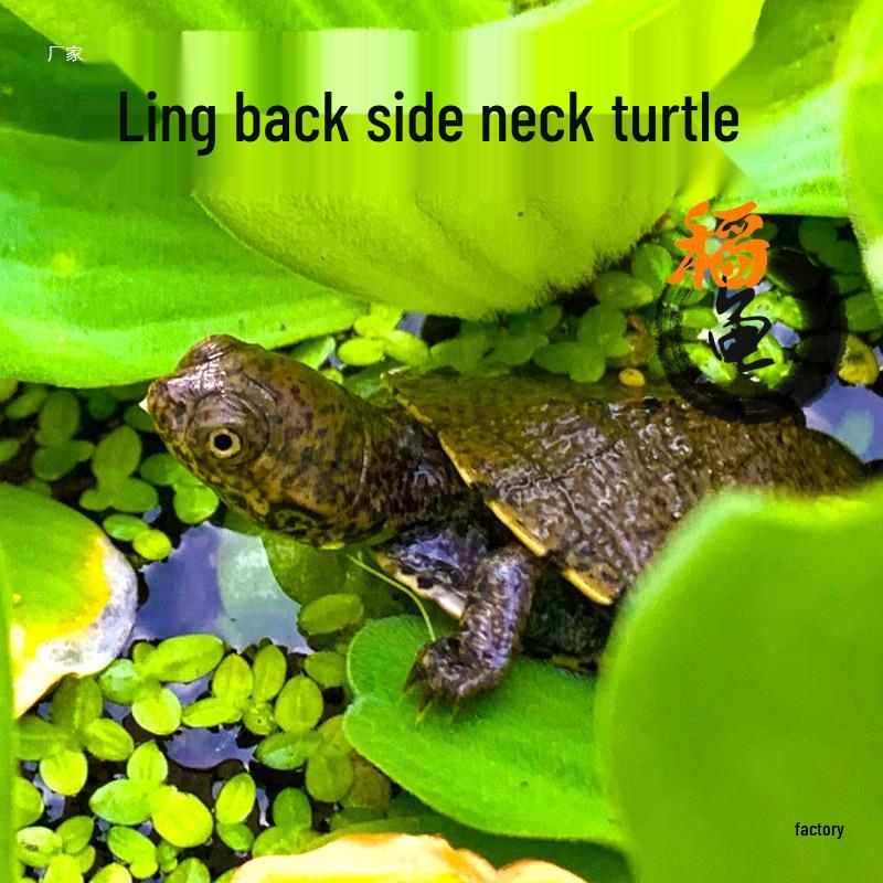 West African Long-Neck Turtle: Easy-care, Sawtooth Side-Neck Turtle for Interactive Aquariums; Observes and Eats Waste None
West African Long-Neck Turtle: Easy-care, Sawtooth Side-Neck Turtle for Interactive Aquariums; Observes and Eats Waste None