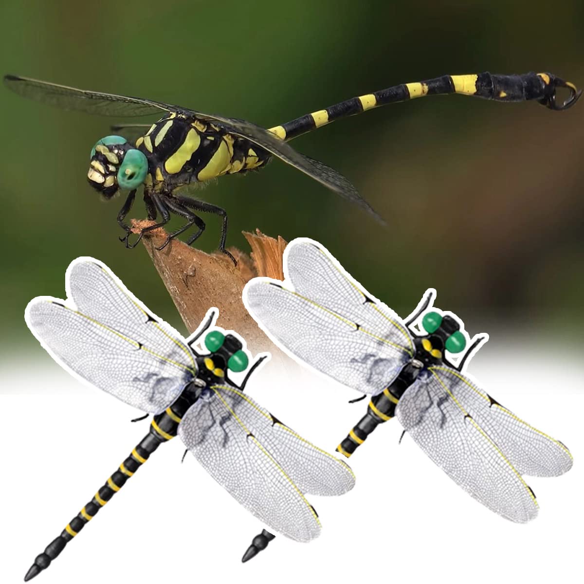 solaay Onyanma Oniyanma Model Natural Enemy Insect Repellent Dragonfly Dragonfly Insect Repellent Model Insect Prevention 12cm Real Life Size Easy to
solaay Onyanma Oniyanma Model Natural Enemy Insect Repellent Dragonfly Dragonfly Insect Repellent Model Insect Prevention 12cm Real Life Size Easy to