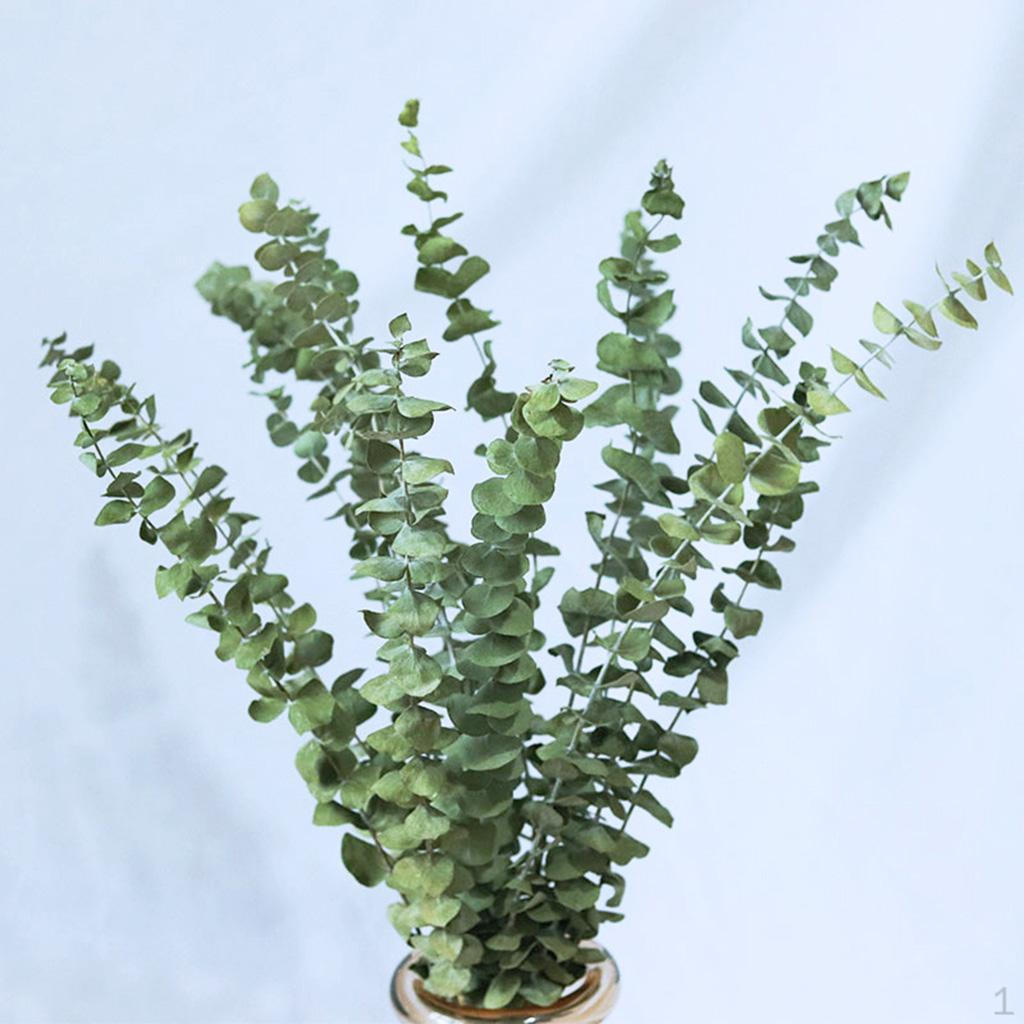 10 Branch Eucalyptus Leaves Dried Flower Real Plant DIY Bouquet
10 Branch Eucalyptus Leaves Dried Flower Real Plant DIY Bouquet