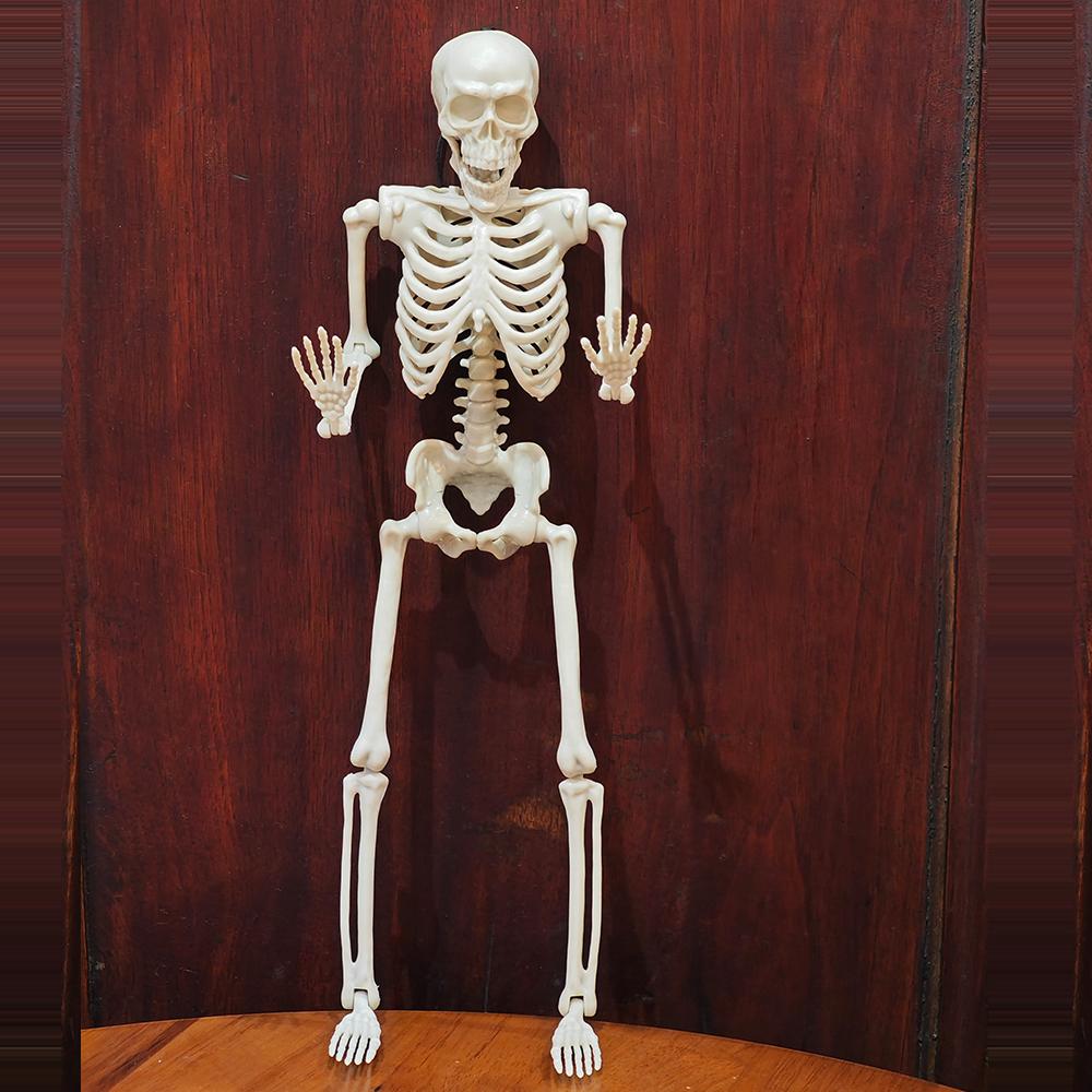 2 Pcs Halloween Skeleton Decoration Plastic Vivid Design Joint Movement Effect 46Cm Home Ornament Bone Decor Movable Joints
2 Pcs Halloween Skeleton Decoration Plastic Vivid Design Joint Movement Effect 46Cm Home Ornament Bone Decor Movable Joints