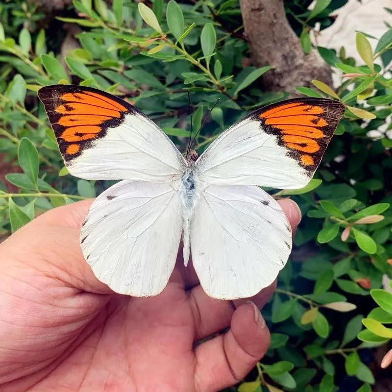 Real Butterfly Specimen 3D Embellishment/Ornament/Furniture Decoration One Size білий
Real Butterfly Specimen 3D Embellishment/Ornament/Furniture Decoration One Size білий