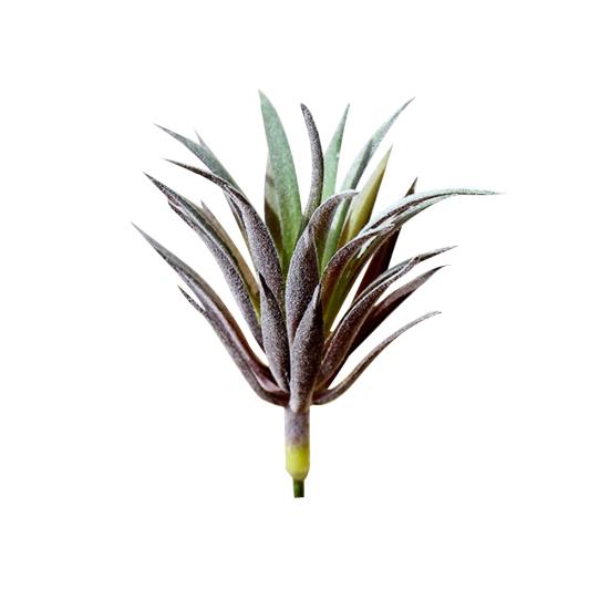 1 шт. искусственные сочные растения DIY сад реалистичные украшения для офиса и дома бонсай фиолетовый
1 шт. искусственные сочные растения DIY сад реалистичные украшения для офиса и дома бонсай фиолетовый