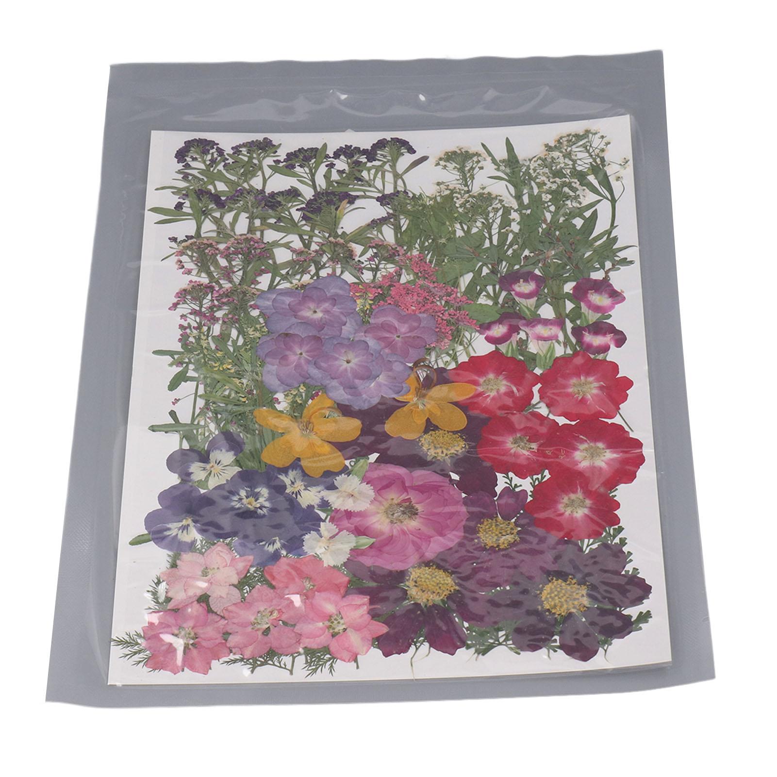 110 шт. Засушенные прессованные цветы 18 видов Натуральные элегантные прессованные цветы с 2 наклейками для рукоделия
110 шт. Засушенные прессованные цветы 18 видов Натуральные элегантные прессованные цветы с 2 наклейками для рукоделия