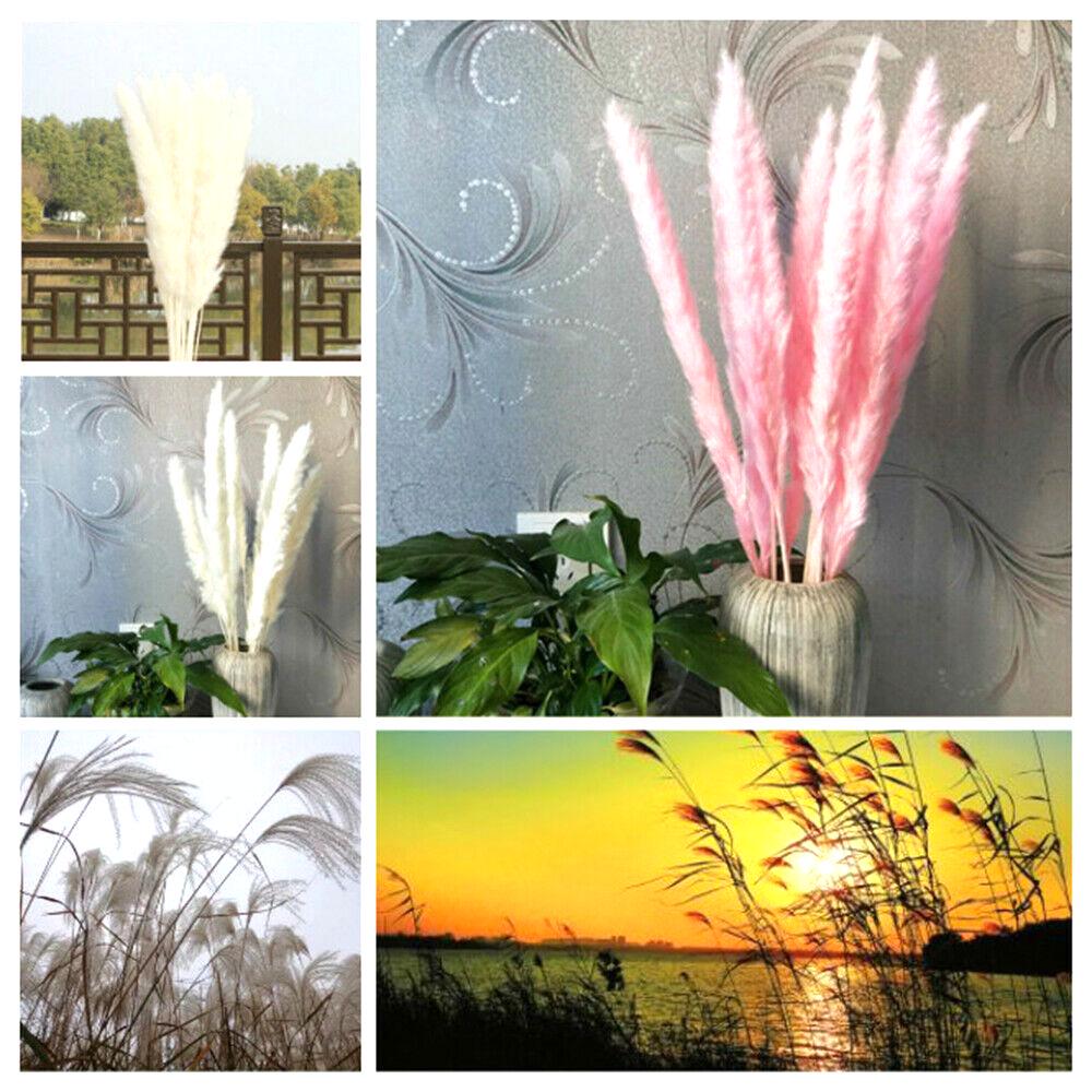 Съемка реквизита Украшение дома Натуральный материал Настоящие цветы Стебли растений Тростник Натуральные сушеные букеты
Съемка реквизита Украшение дома Натуральный материал Настоящие цветы Стебли растений Тростник Натуральные сушеные букеты