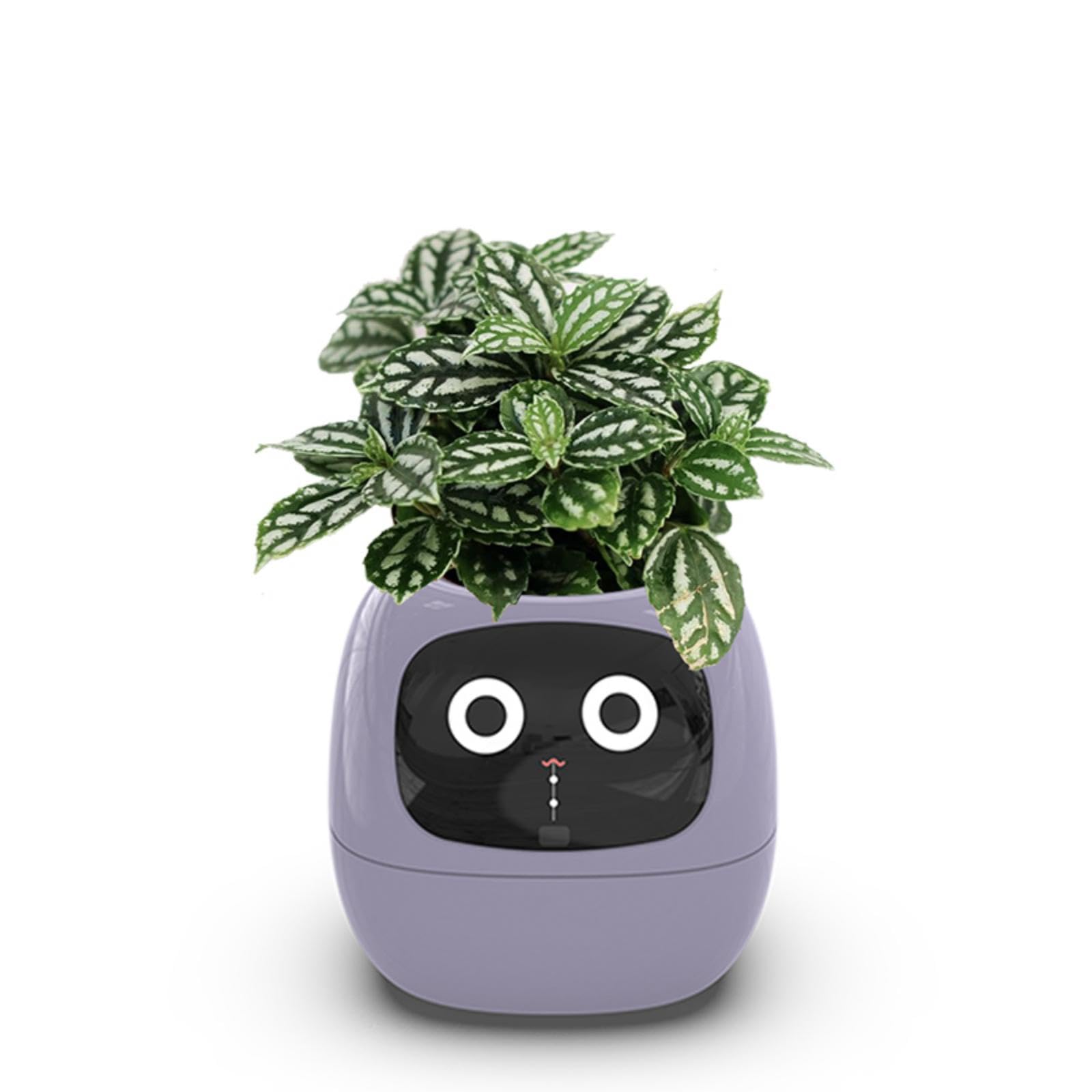 Ivy Smart Smart Care Smart LED, оснащенный умным домашним декоративным растением, мини-цветком для интерьера комнаты, маленький, милый и стильный, японский, руководство по эксплуатации
Ivy Smart Smart Care Smart LED, оснащенный умным домашним декоративным растением, мини-цветком для интерьера комнаты, маленький, милый и стильный, японский, руководство по эксплуатации