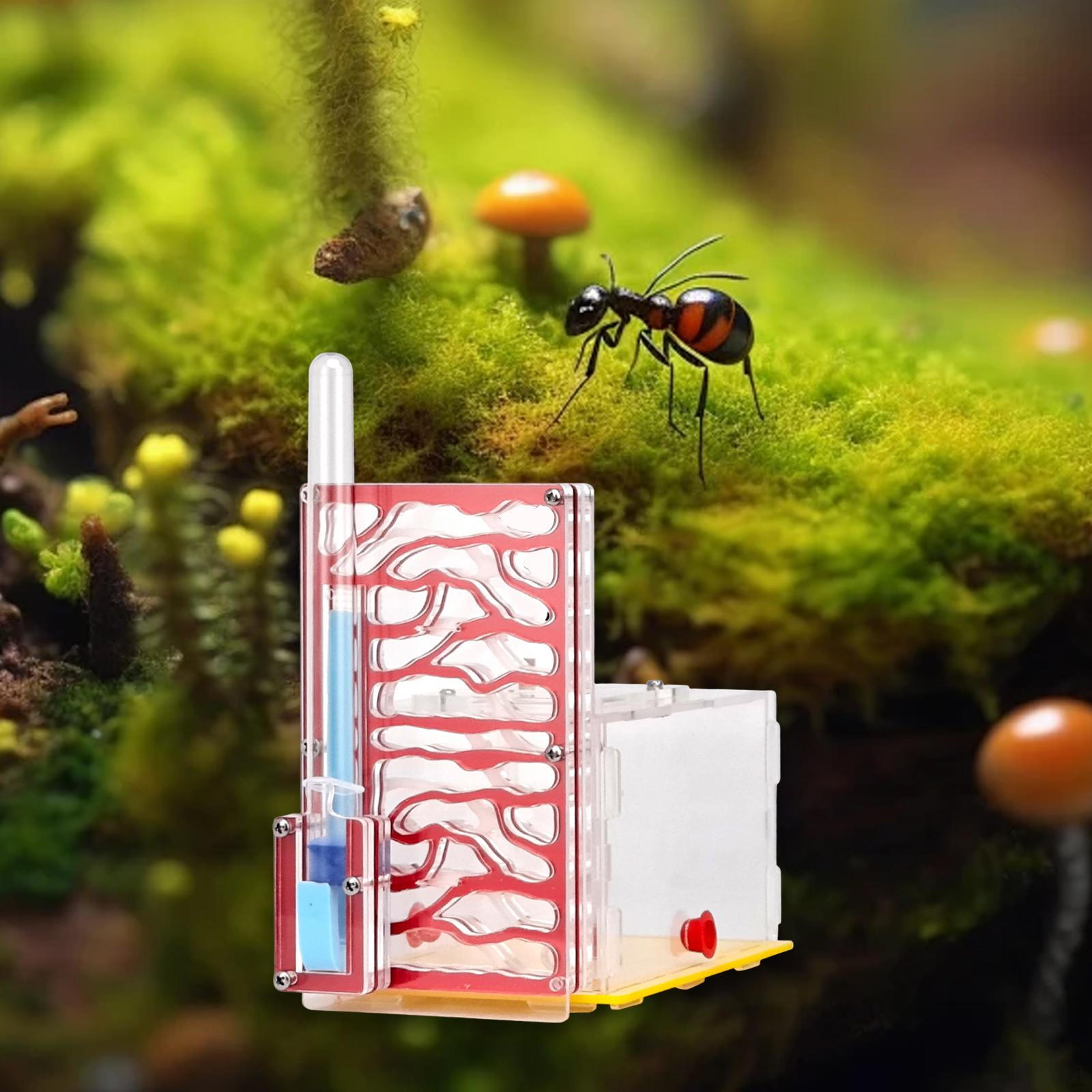 Инкубационное гнездо с кормушкой, развивающие игрушки, акриловая ферма-среда обитания для научных наблюдений, дом красный
Инкубационное гнездо с кормушкой, развивающие игрушки, акриловая ферма-среда обитания для научных наблюдений, дом красный