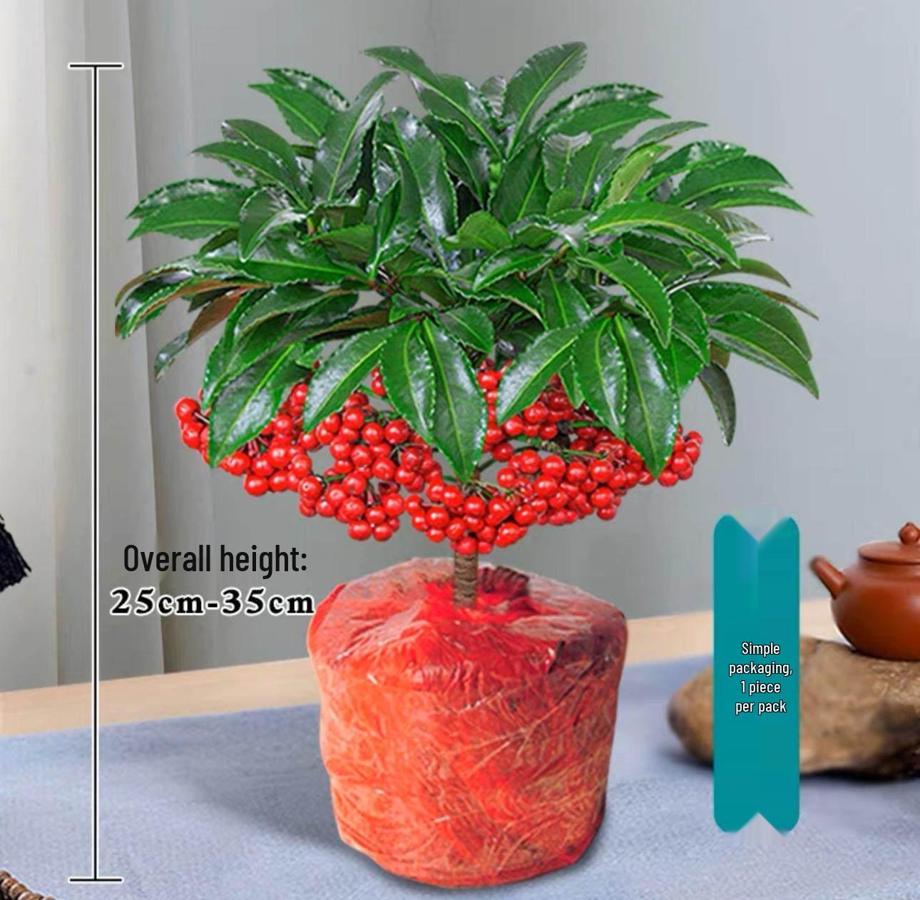Golden Ten Thousand Trees: Easy-Care Bonsai with Fruit for Home or Office
Golden Ten Thousand Trees: Easy-Care Bonsai with Fruit for Home or Office
