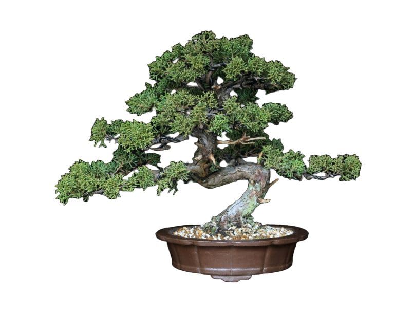 Kishu Shinpaku Shohin Bonsai Kifu Bonsai Actual item old tree Shinpaku Pine Beginner Indoor Appreciation Hobby Tabletop Bonsai Bonsai Pot Green зелений
Kishu Shinpaku Shohin Bonsai Kifu Bonsai Actual item old tree Shinpaku Pine Beginner Indoor Appreciation Hobby Tabletop Bonsai Bonsai Pot Green зелений