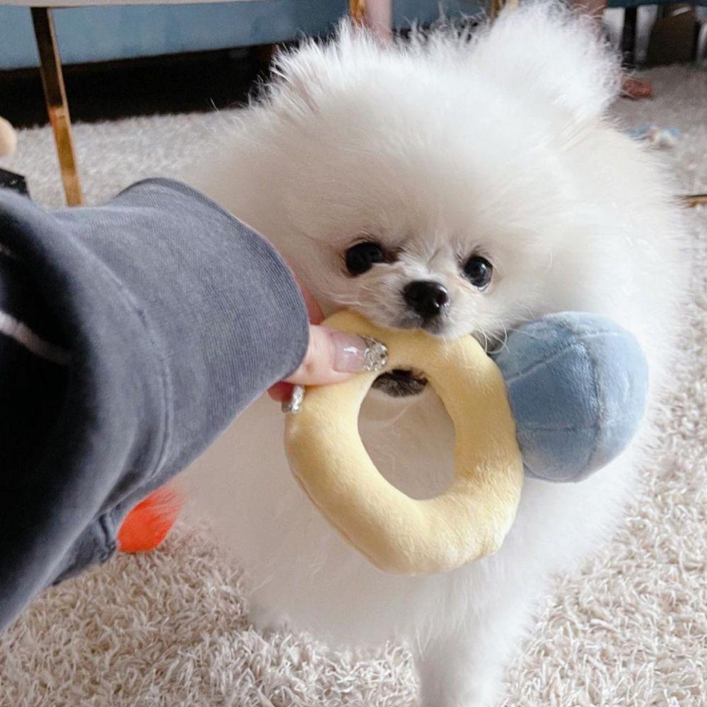 Puppies Interaction Stuffed Pet Chew Puppy Toy Sounds Ring Box Squeak Plush Toy Diamond Ring Case
Puppies Interaction Stuffed Pet Chew Puppy Toy Sounds Ring Box Squeak Plush Toy Diamond Ring Case