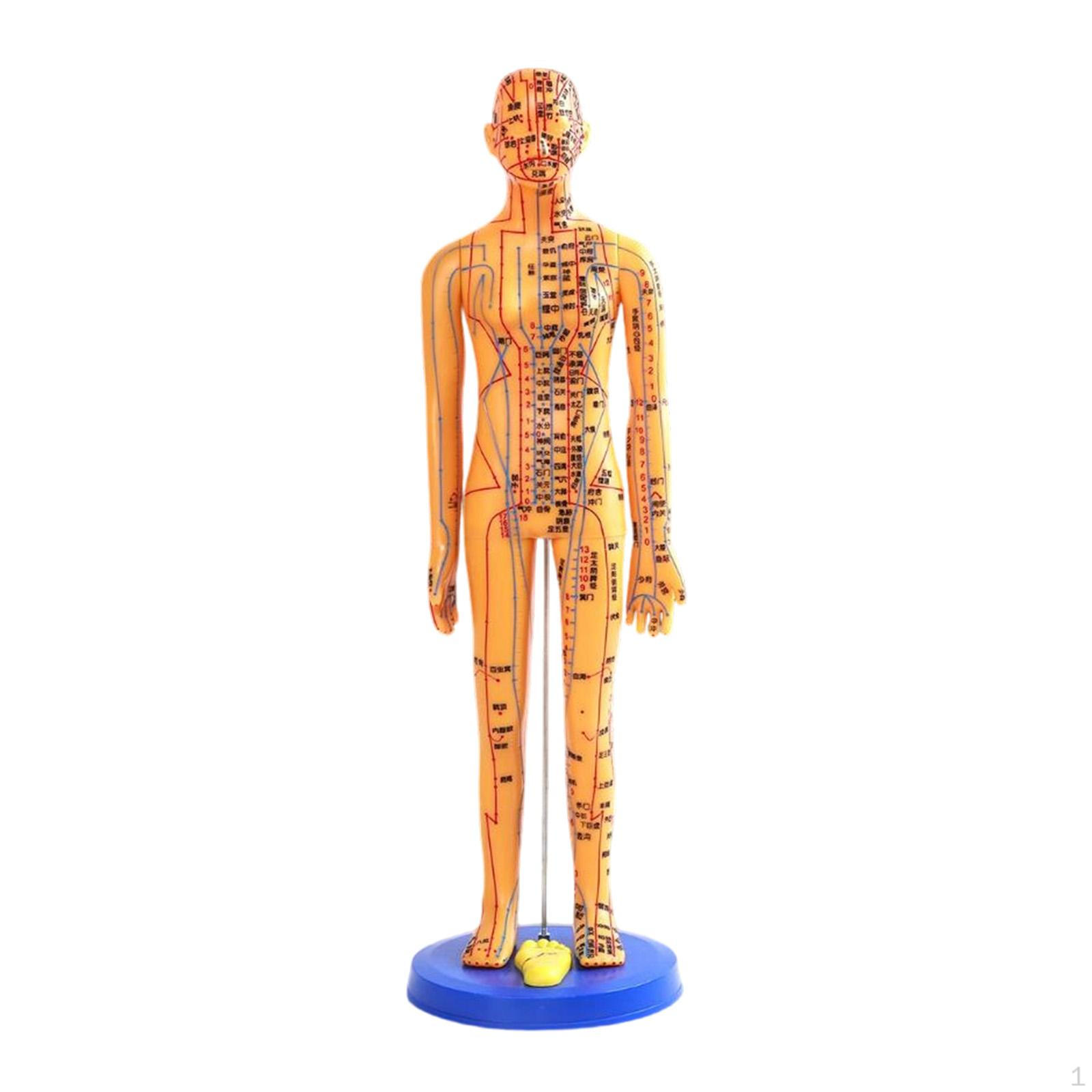 Model for Humans, Chinese Teachings, Multiple Points, PVC, Removable Structure, Visual мідний
Model for Humans, Chinese Teachings, Multiple Points, PVC, Removable Structure, Visual мідний