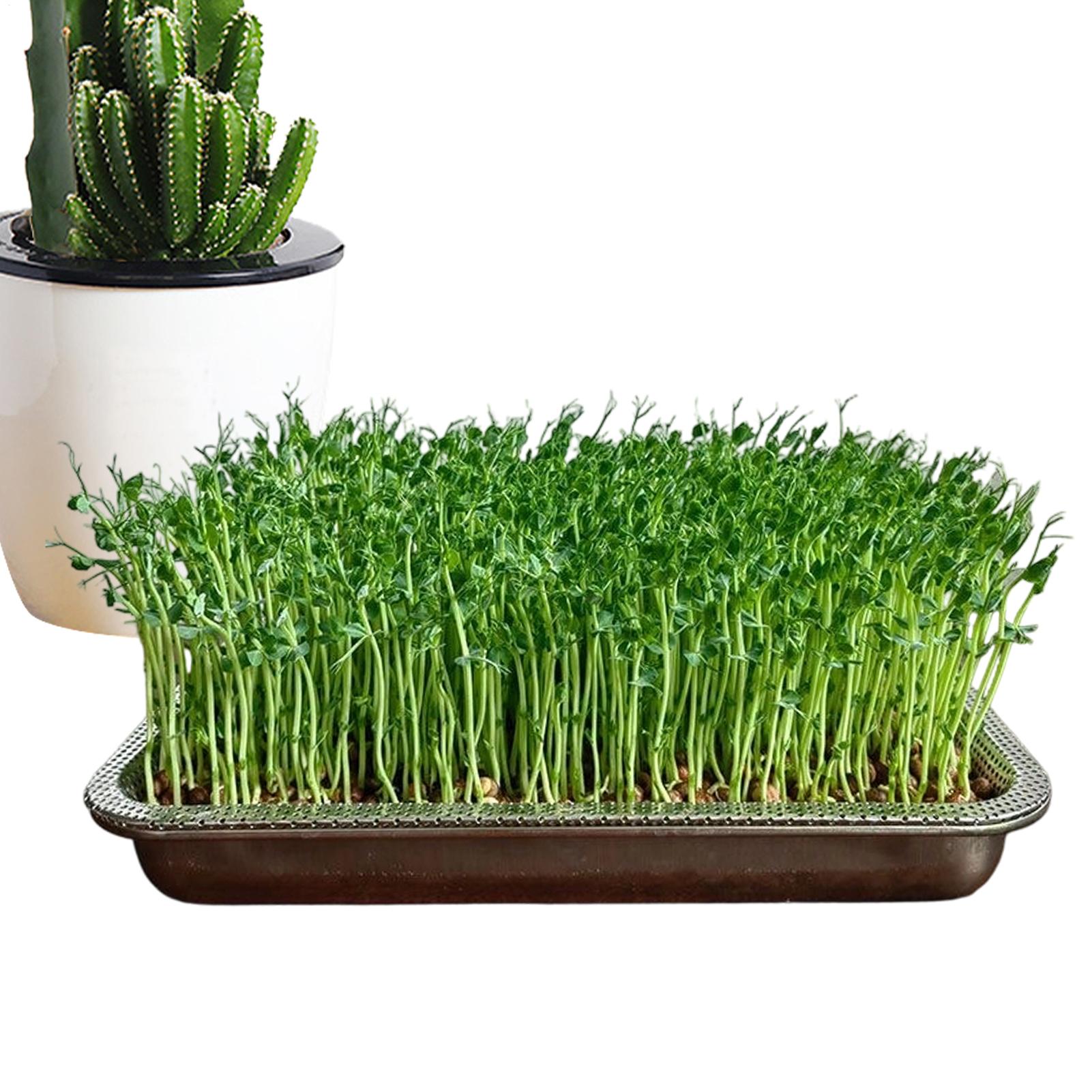 Stainless Steel Bean Sprout Cultivation Set Seedling Tray Hydroponic Cat Grass Tray Planting Tray Rectangular Planting Tray CHINA
Stainless Steel Bean Sprout Cultivation Set Seedling Tray Hydroponic Cat Grass Tray Planting Tray Rectangular Planting Tray CHINA