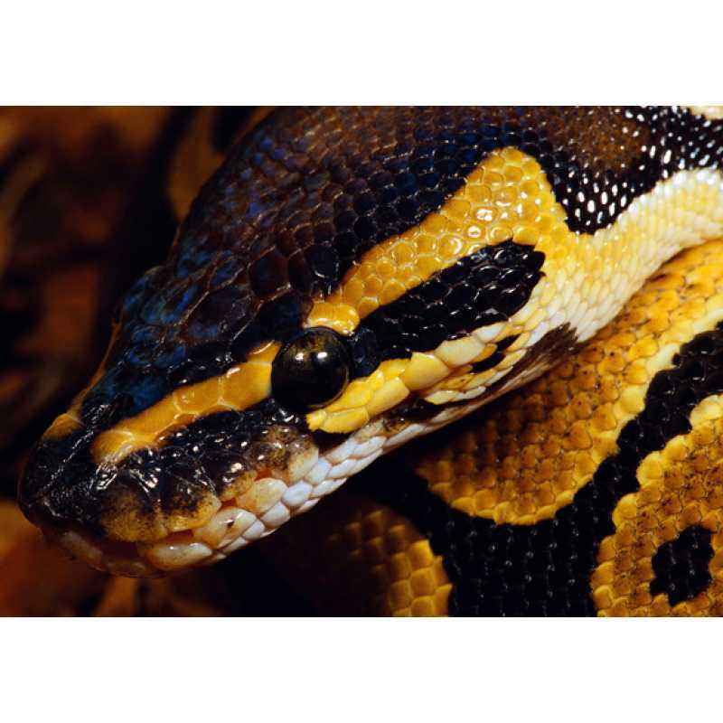 Framed Snake Poster: Decorative Animal Painting, Kraft Paper Wall Art with Free Shipping Yellow Kraft Paper (No Glue) 30X42 cm
Framed Snake Poster: Decorative Animal Painting, Kraft Paper Wall Art with Free Shipping Yellow Kraft Paper (No Glue) 30X42 cm