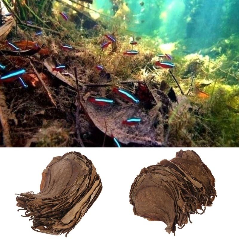 30PCS Natural Terminalia Catappa Leaves Cleaning Treatment Fish Tank Filter Aquarium Foetida Leaves Shrimp Catfish Love
30PCS Natural Terminalia Catappa Leaves Cleaning Treatment Fish Tank Filter Aquarium Foetida Leaves Shrimp Catfish Love