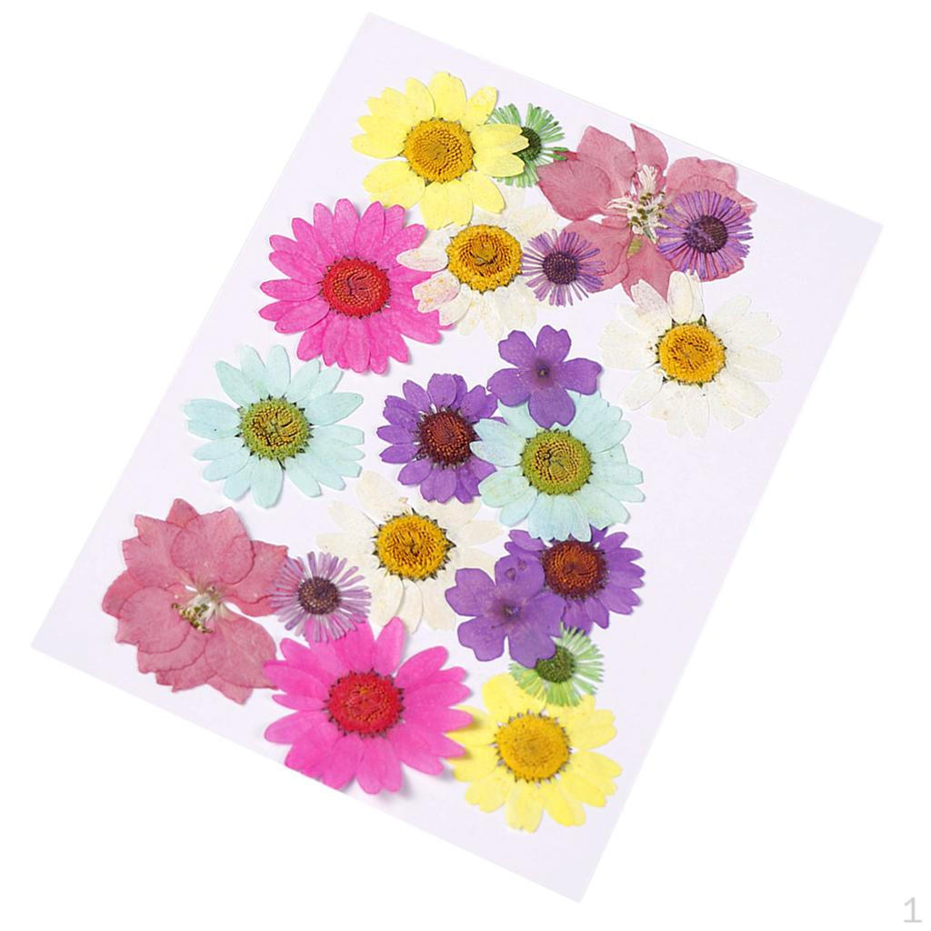 Dried Flowers DIY Decorative for Resin Jewelry Making Crafts Nail Stickers Multicolor B 20pcs
Dried Flowers DIY Decorative for Resin Jewelry Making Crafts Nail Stickers Multicolor B 20pcs