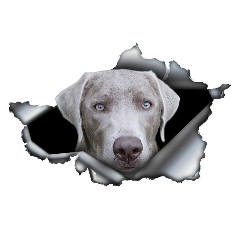 Silver Labrador 3D Break the Wall Car Sticker, Waterproof Vinyl Material Accessories, Interesting For Cars, Trucks, Motorcycles, Walls 15cm-Longest Side
Silver Labrador 3D Break the Wall Car Sticker, Waterproof Vinyl Material Accessories, Interesting For Cars, Trucks, Motorcycles, Walls 15cm-Longest Side