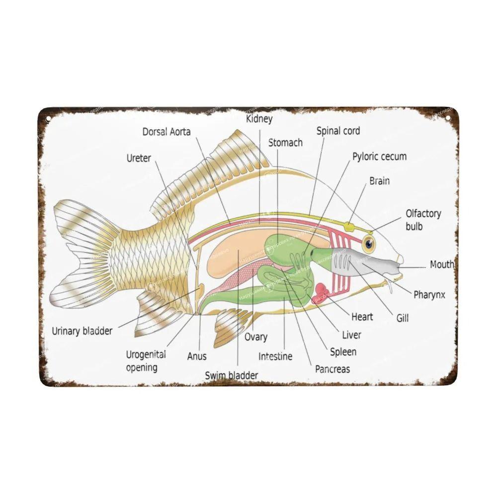 Fishing Fish Species Lures Metal Art, Home Office Tackle Shop Decor 20x30cm
Fishing Fish Species Lures Metal Art, Home Office Tackle Shop Decor 20x30cm