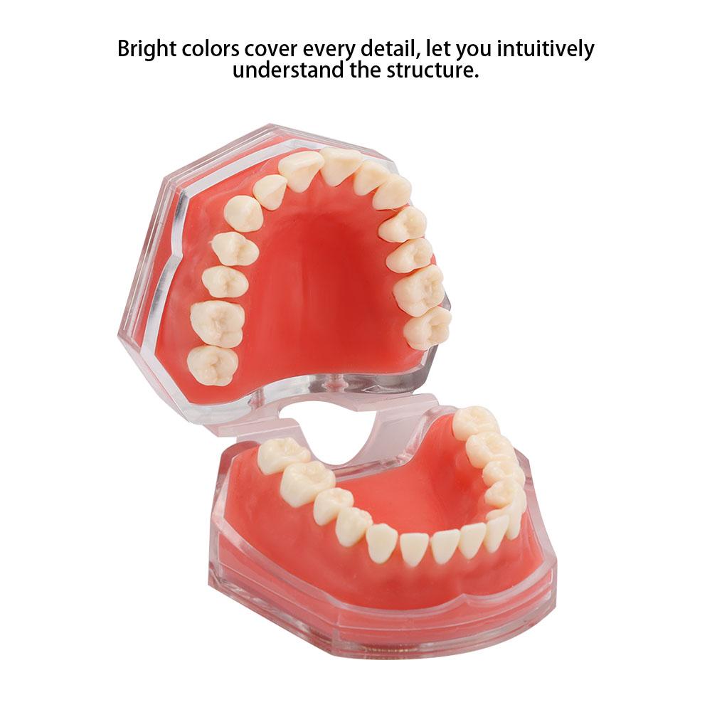 Gingiva Model Removable Teeth Soft Oral Demonstrating Dental Practice Teaching Tool
Gingiva Model Removable Teeth Soft Oral Demonstrating Dental Practice Teaching Tool