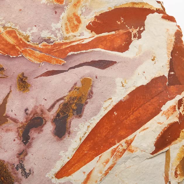 SCIENCE Fern plant fossil seed Glossopteris browniana Permian period 260 million years Original specimen case x 82 x included Fern (Late
SCIENCE Fern plant fossil seed Glossopteris browniana Permian period 260 million years Original specimen case x 82 x included Fern (Late