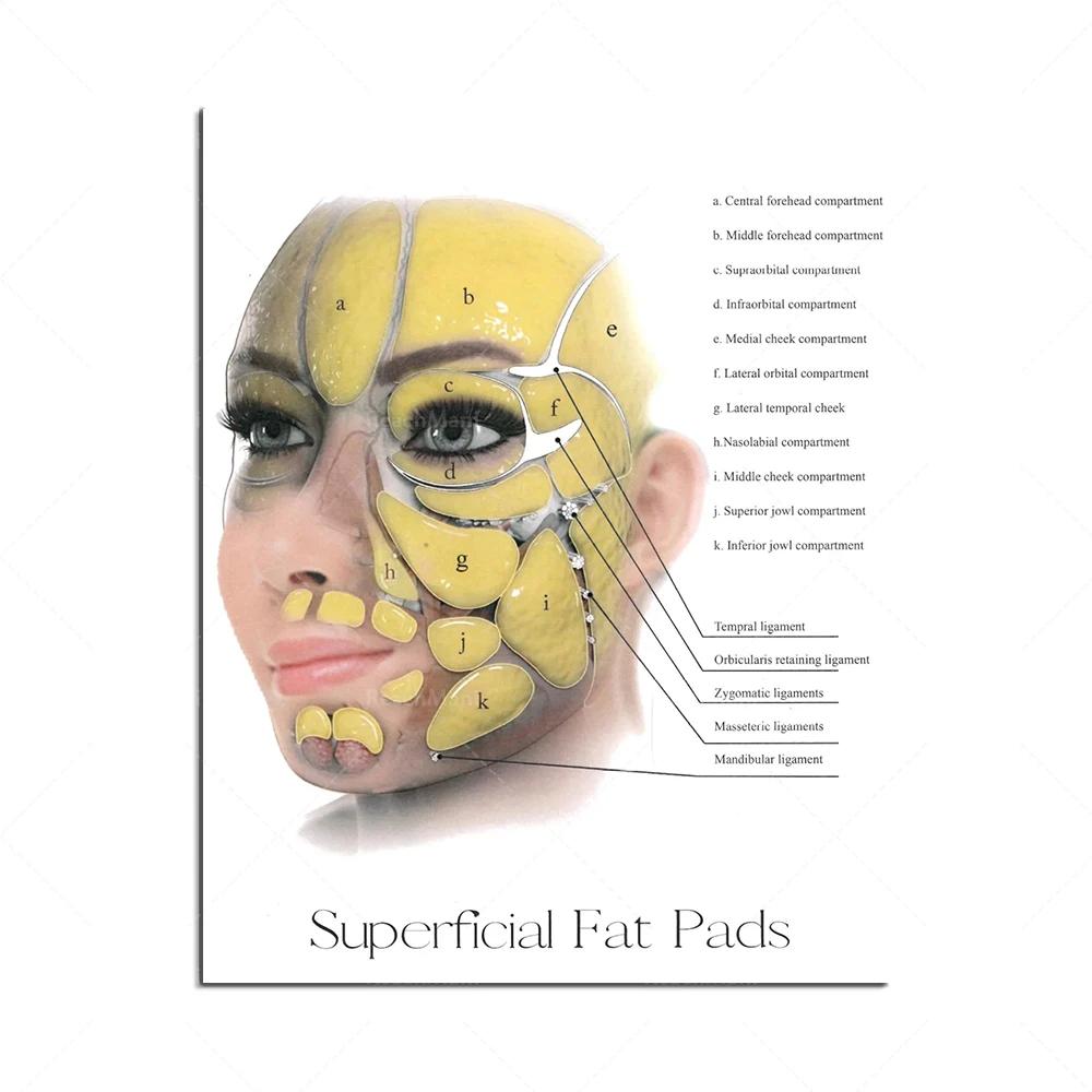 Beauty Syringe Female Facial Anatomy and Physiology Muscle Vascular and Fat Pad Dermal Filler and Botox Salon Poster Home Decor 21cm×30cm NoFrame
Beauty Syringe Female Facial Anatomy and Physiology Muscle Vascular and Fat Pad Dermal Filler and Botox Salon Poster Home Decor 21cm×30cm NoFrame