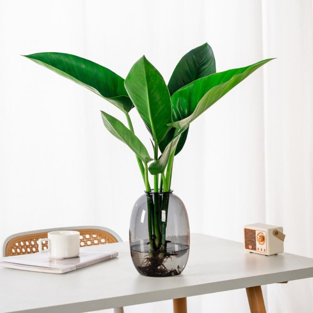 Plastic Flower Bottle Transparnt Hydroponic Plant Vase Creative Desktop Glass Flower Vase бурштин
Plastic Flower Bottle Transparnt Hydroponic Plant Vase Creative Desktop Glass Flower Vase бурштин