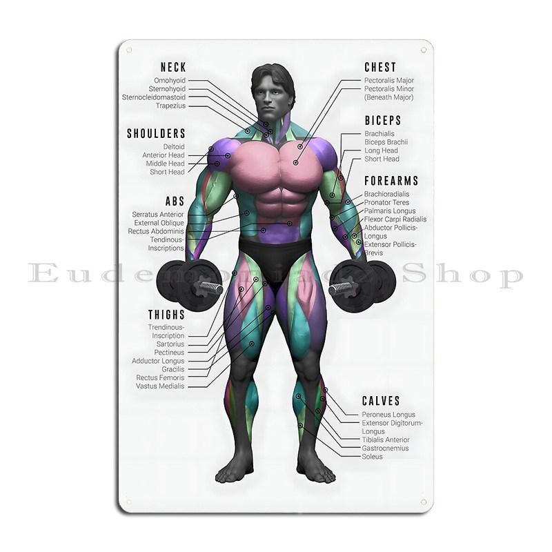 Dumbbell Pullover Decline Bench Press Exercise Diagram Metal Wall Decor Living Room Designer Plaques Tin Sign Poster 20x30cm(7.8x11.8inch)
Dumbbell Pullover Decline Bench Press Exercise Diagram Metal Wall Decor Living Room Designer Plaques Tin Sign Poster 20x30cm(7.8x11.8inch)