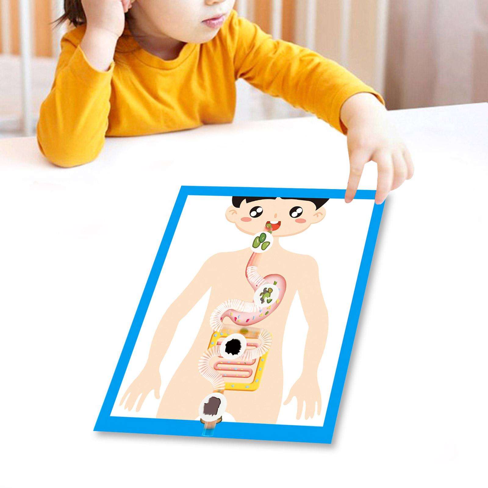 Educational Digestive System Model Easy to Assemble for Student and Teacher Digestive Organ Anatomy Model Teaching Tool
Educational Digestive System Model Easy to Assemble for Student and Teacher Digestive Organ Anatomy Model Teaching Tool