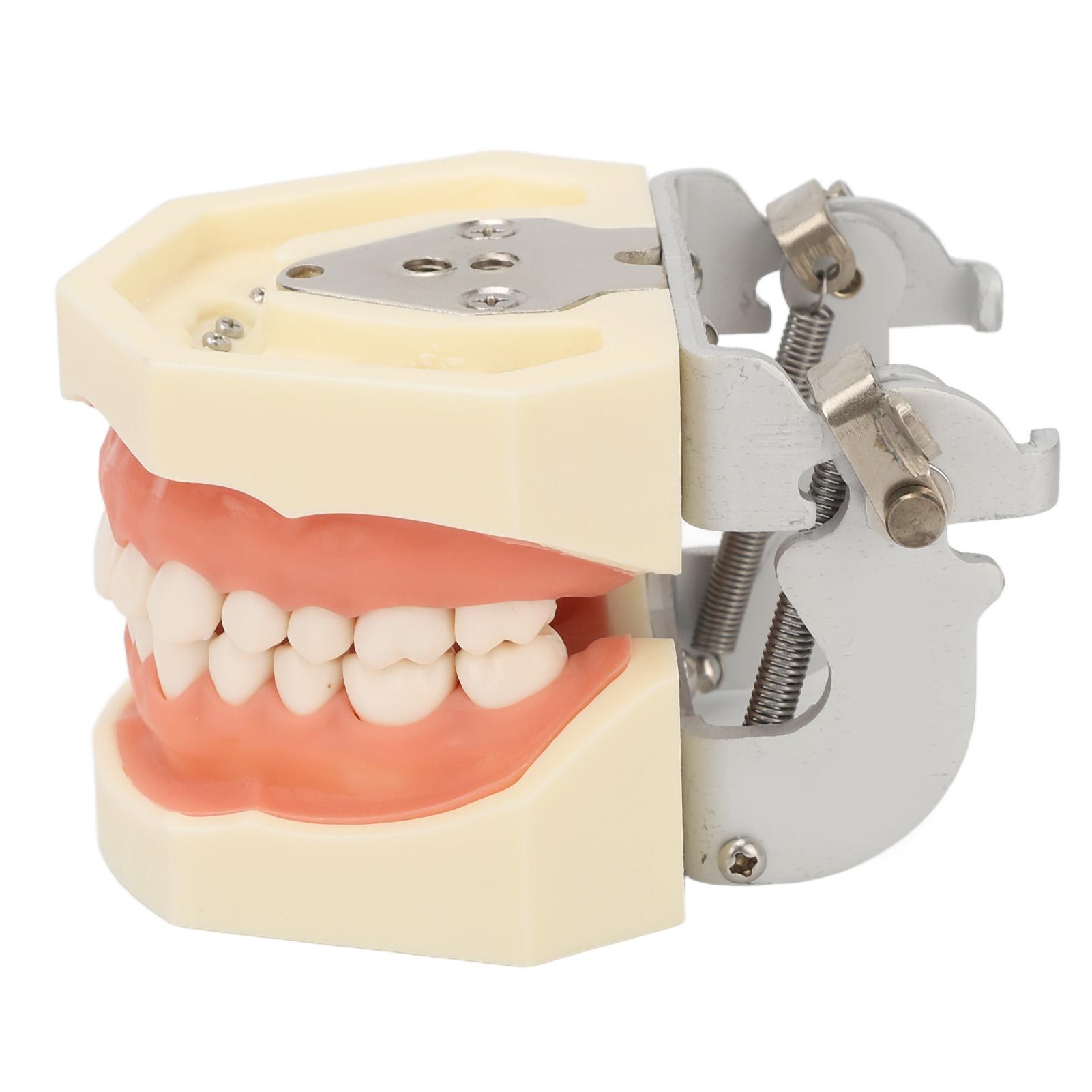 Maxillary Cyst Dental Model 28 Teeth Soft Gum Cyst Teeth Teaching Model for Practicing Incise Abscess
Maxillary Cyst Dental Model 28 Teeth Soft Gum Cyst Teeth Teaching Model for Practicing Incise Abscess