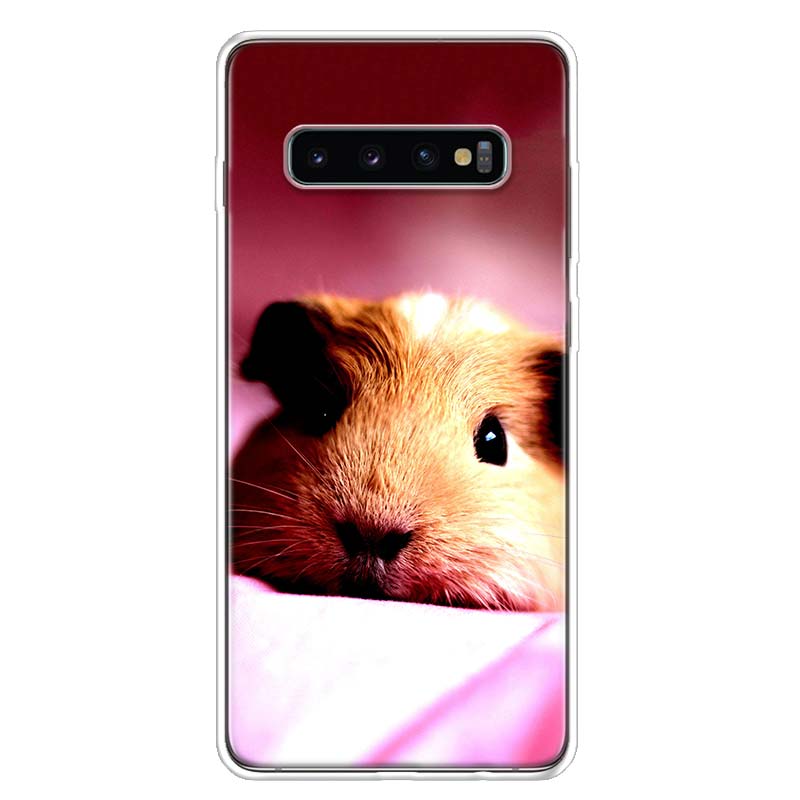 Guinea Pig Cute Animal Pet Blue Phone Case For Samsung Galaxy A13 A14 A15 A16 A17 A53 A54 A55 A56 A57 A33 A34 A35 A36 A37 A23 A2 Samsung A17
Guinea Pig Cute Animal Pet Blue Phone Case For Samsung Galaxy A13 A14 A15 A16 A17 A53 A54 A55 A56 A57 A33 A34 A35 A36 A37 A23 A2 Samsung A17