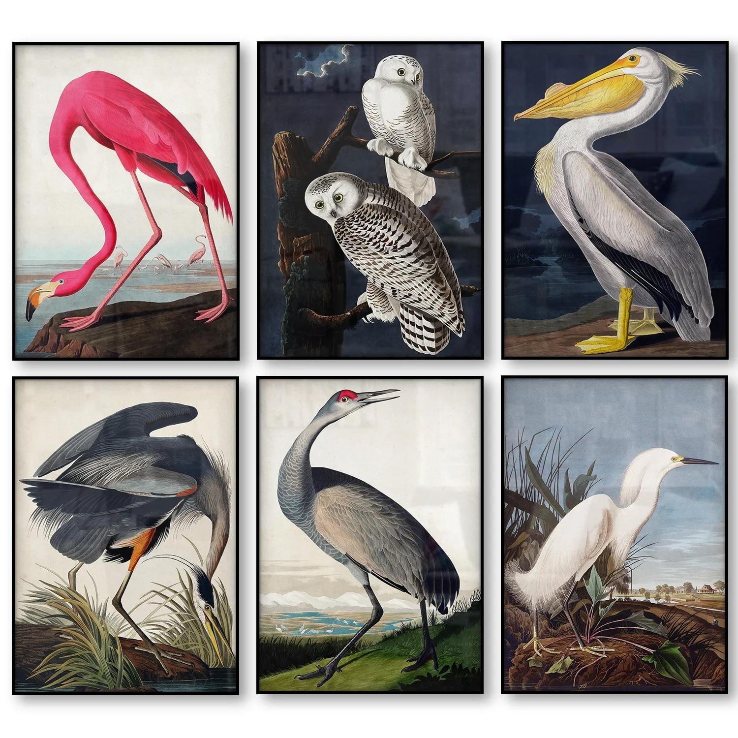 Винтажный холст с принтом птицы, Audubon, постеры с птицами, розовый фламинго, снежная сова, пеликан, синяя цапля, белая цапля, холст, картина, настенное искусство
Винтажный холст с принтом птицы, Audubon, постеры с птицами, розовый фламинго, снежная сова, пеликан, синяя цапля, белая цапля, холст, картина, настенное искусство