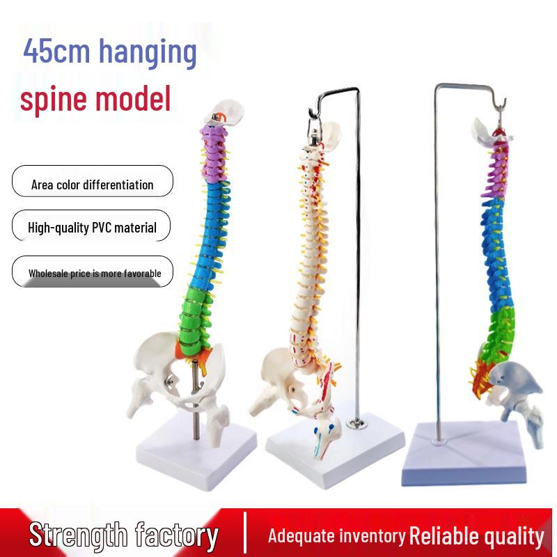 45CM Colorful Spine Model: Vertebral Column with Pelvis, Femur, Coccyx, Lumbar, Cervical Vertebrae for Chiropractic Use
45CM Colorful Spine Model: Vertebral Column with Pelvis, Femur, Coccyx, Lumbar, Cervical Vertebrae for Chiropractic Use