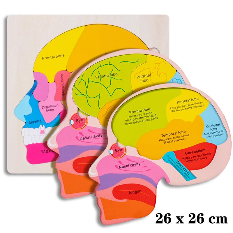 Человеческое тело, структура мозга, игрушки Монтессори, исследование органов туловища, многослойные головоломки, игры STEM, развивающие обучающие игрушки для детей
Человеческое тело, структура мозга, игрушки Монтессори, исследование органов туловища, многослойные головоломки, игры STEM, развивающие обучающие игрушки для детей