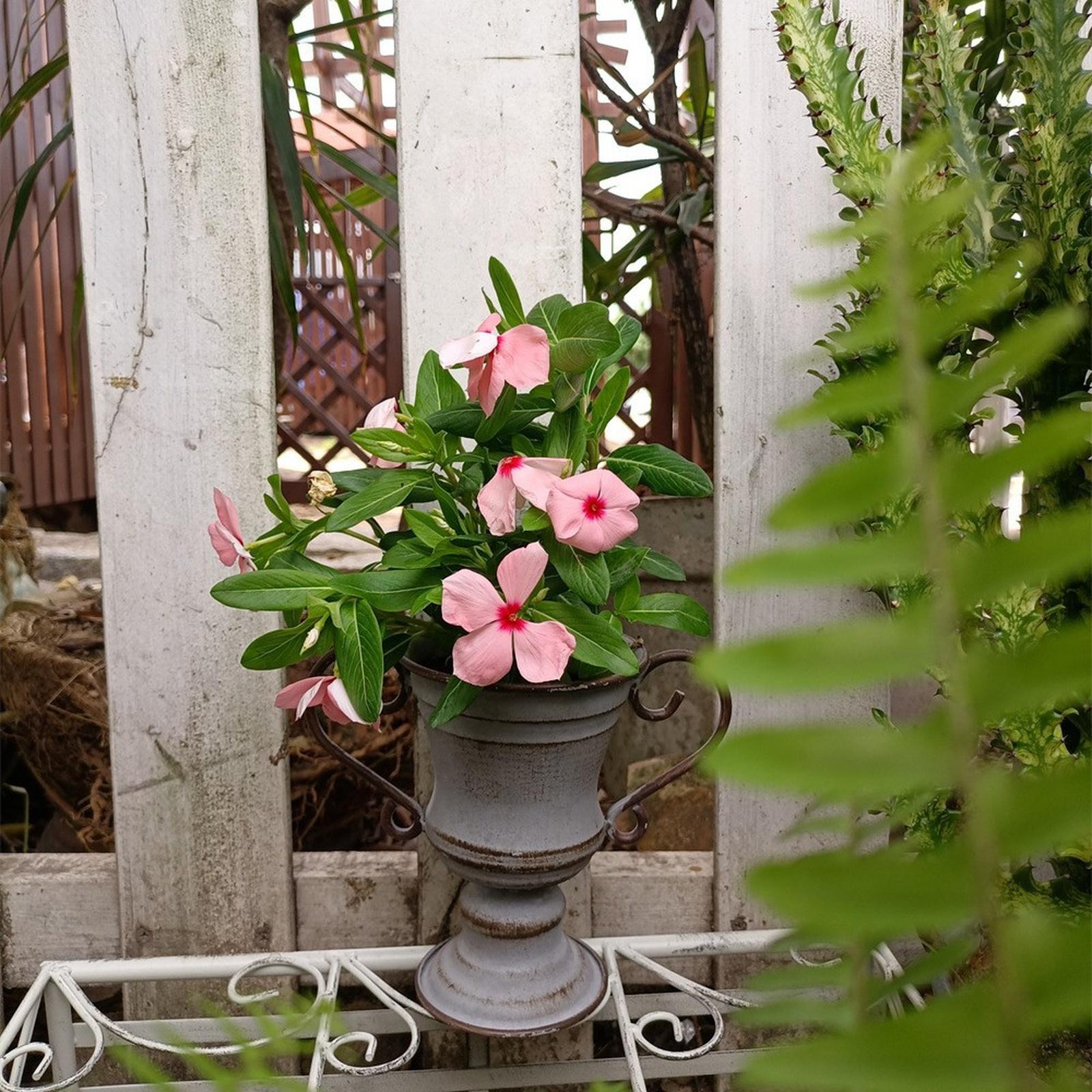 Vintage Style Metal Trophy Planter with Handles Garden Decoration Flower Pot for Patio Balcony Outdoor Indoor Use one size
Vintage Style Metal Trophy Planter with Handles Garden Decoration Flower Pot for Patio Balcony Outdoor Indoor Use one size