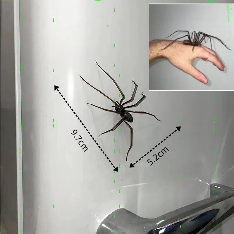 Creative Spider Fridge Magnets Decor For Refrigerators Fun Novelty Magnetic Fridge Accessories Spider magnet home decor items
Creative Spider Fridge Magnets Decor For Refrigerators Fun Novelty Magnetic Fridge Accessories Spider magnet home decor items