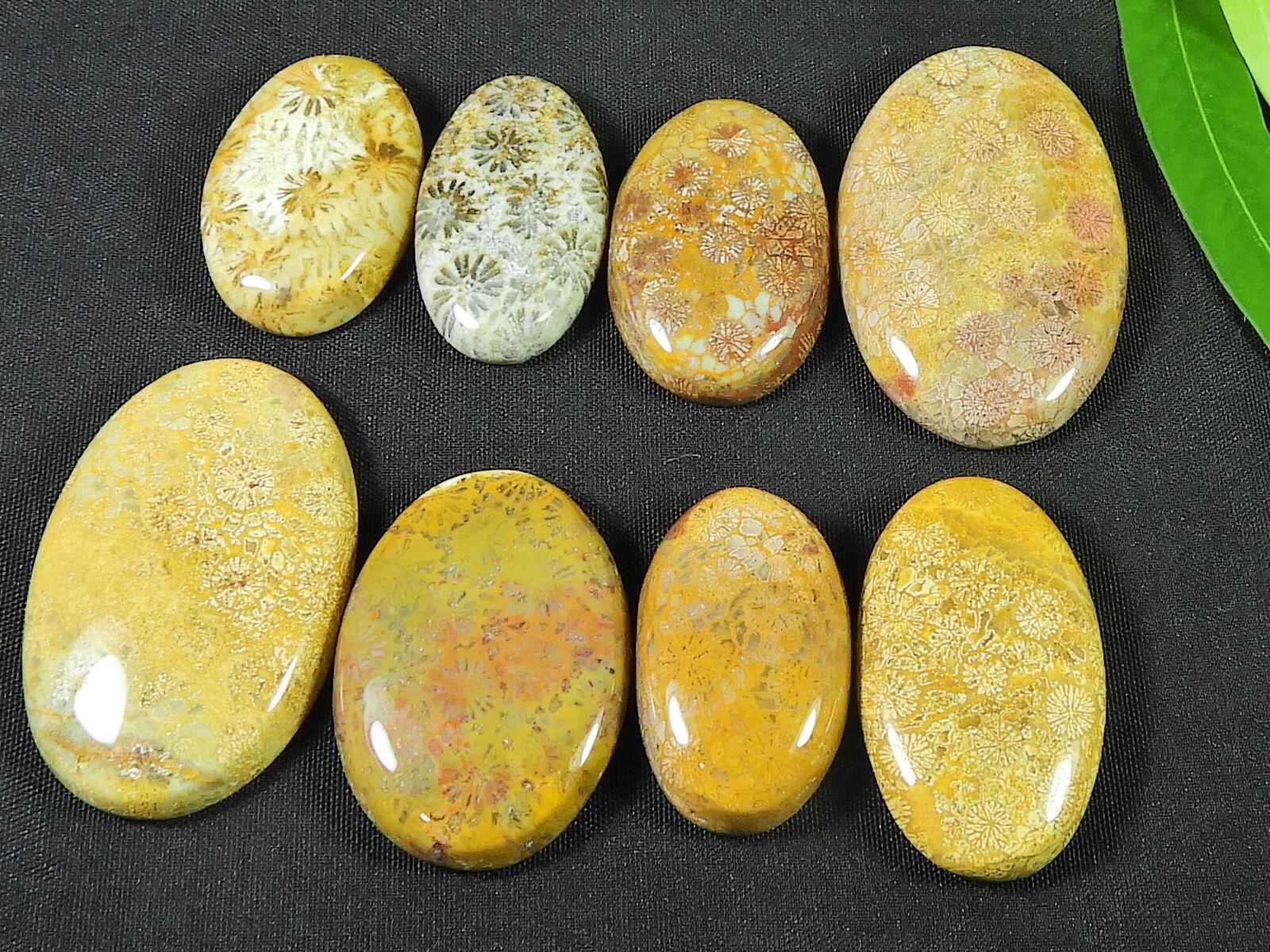 25-35MM Natural Fossil Coral Oval Shape Cabochon Loose Gemstone 8Pcs Lot RQ-2974
25-35MM Natural Fossil Coral Oval Shape Cabochon Loose Gemstone 8Pcs Lot RQ-2974
