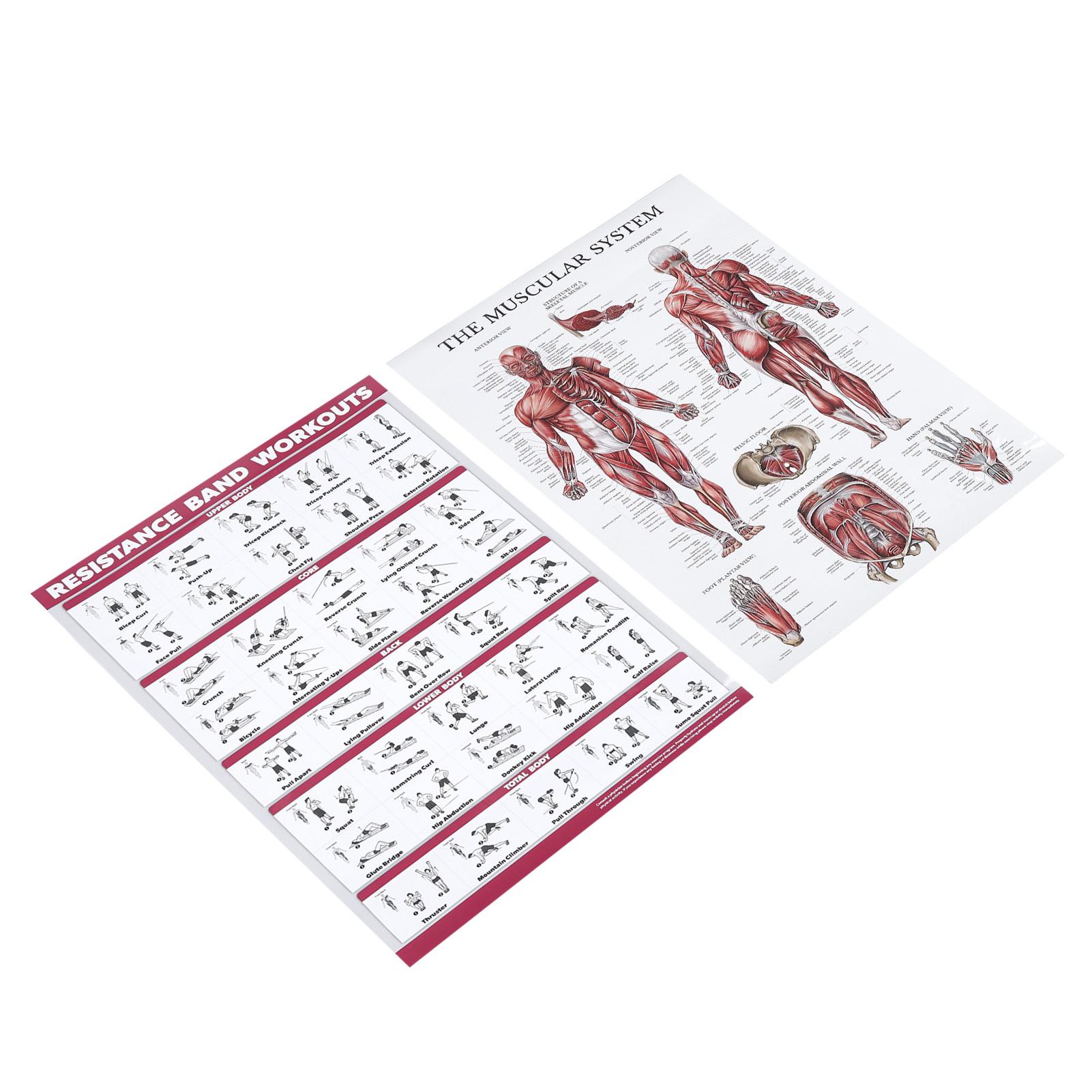 Resistance Band Workout Muscle System Anatomy Poster Set Effective Full Body Exercise Clear Images for Beginners
Resistance Band Workout Muscle System Anatomy Poster Set Effective Full Body Exercise Clear Images for Beginners