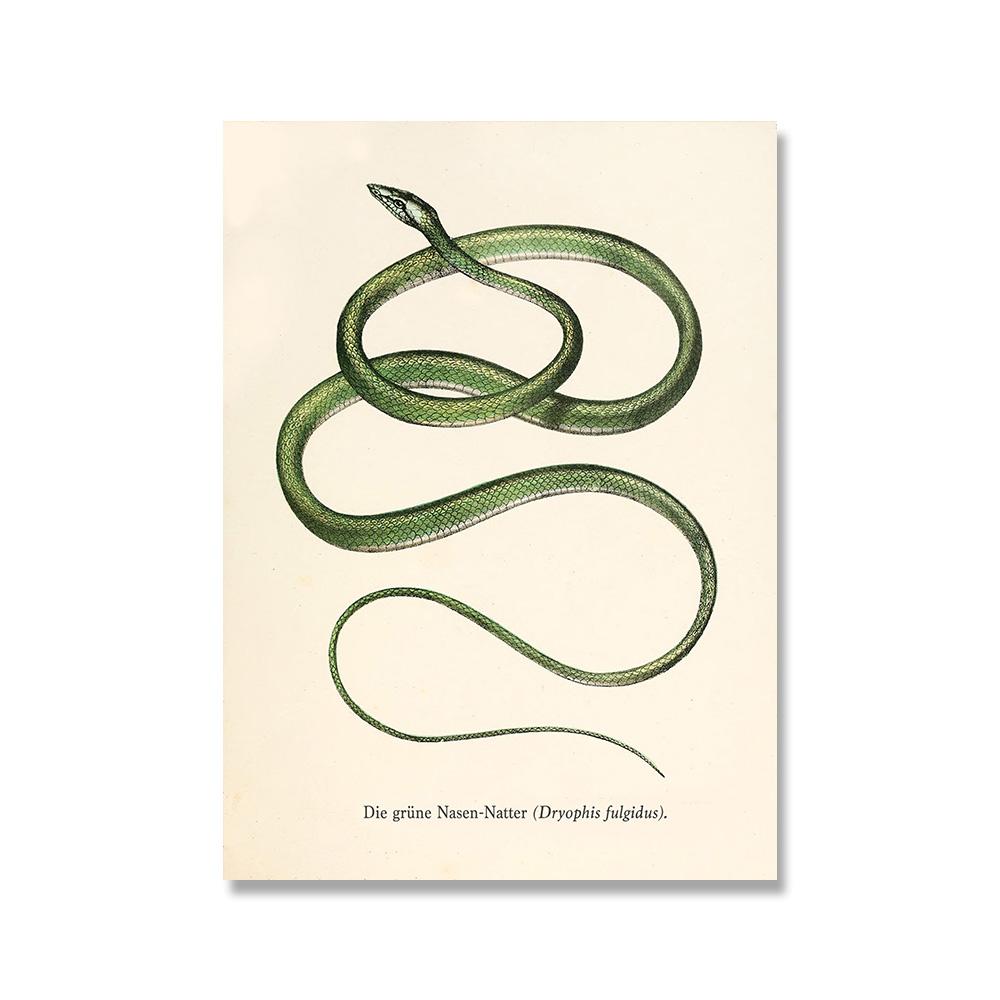 Змеиные принты Винтажная рептилия Искусство Живопись Галерея Настенная печать Современный абстрактный постер Домашнее искусство Декор стен 21x30cm No Framed
Змеиные принты Винтажная рептилия Искусство Живопись Галерея Настенная печать Современный абстрактный постер Домашнее искусство Декор стен 21x30cm No Framed