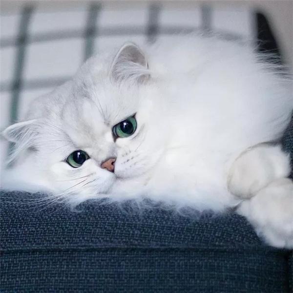 Полный квадратный/круглый дрель Алмазная картина Кошка DIY 5D Алмазная вышивка Крестом Животное Ремесленное Настенное искусство Full Square 30x30CM темно-красного
Полный квадратный/круглый дрель Алмазная картина Кошка DIY 5D Алмазная вышивка Крестом Животное Ремесленное Настенное искусство Full Square 30x30CM темно-красного