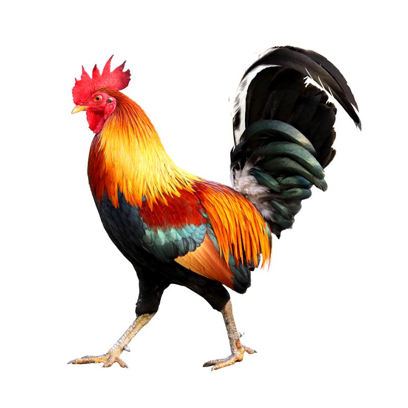 Beautiful Big Cock Car Stickers Waterproof Vinyl Decals Auto Body Window Bumper Decor Motorcycle Helmet Stickers X12 A-15cm Longest Side
Beautiful Big Cock Car Stickers Waterproof Vinyl Decals Auto Body Window Bumper Decor Motorcycle Helmet Stickers X12 A-15cm Longest Side