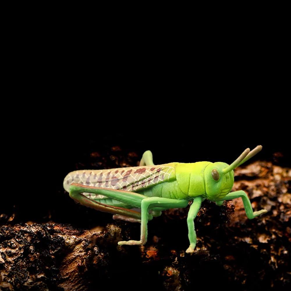 2Pcs Cartoon Locust Animal Model Plastic Animal Toys Creative Locust Statue Outdoor 2Pcs
2Pcs Cartoon Locust Animal Model Plastic Animal Toys Creative Locust Statue Outdoor 2Pcs