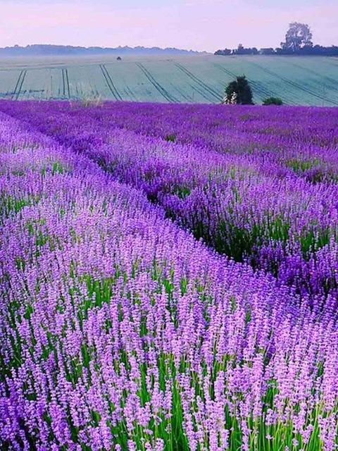 Алмазная картина Лаванда Пейзаж Вышивка крестиком Мозаика Закат Вышивка Стразы Картина Ручная работа Подарок Full Square 50X70CM серый
Алмазная картина Лаванда Пейзаж Вышивка крестиком Мозаика Закат Вышивка Стразы Картина Ручная работа Подарок Full Square 50X70CM серый