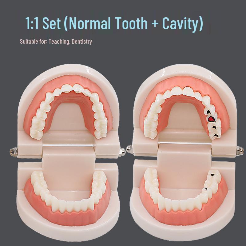 Children s Dental Education Tooth Model for Kindergarten
Children s Dental Education Tooth Model for Kindergarten