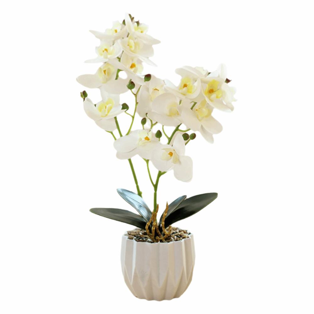 Multicolor Butterfly Orchid Artificial Bonsai White Flowerpot 2 Forks Simulation Phalaenopsis Flower Green Leaves Photo Props белый
Multicolor Butterfly Orchid Artificial Bonsai White Flowerpot 2 Forks Simulation Phalaenopsis Flower Green Leaves Photo Props белый
