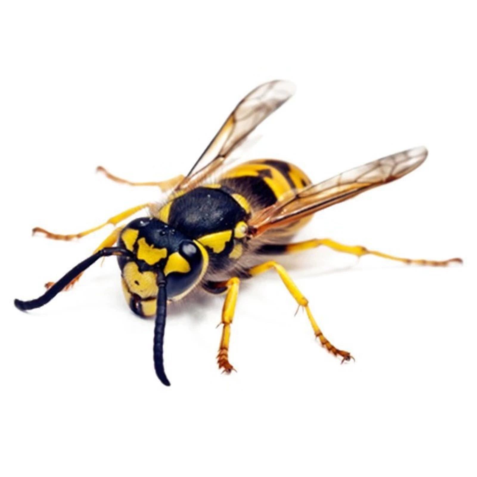 3D Пчела Стрекоза Наклейка на Крышку Бензобака Автомобиля Самоклеящаяся Декорация для Маскировки Царапин Водонепроницаемая ПВХ Авто Внешняя Наклейка 1 шт. Bee
3D Пчела Стрекоза Наклейка на Крышку Бензобака Автомобиля Самоклеящаяся Декорация для Маскировки Царапин Водонепроницаемая ПВХ Авто Внешняя Наклейка 1 шт. Bee