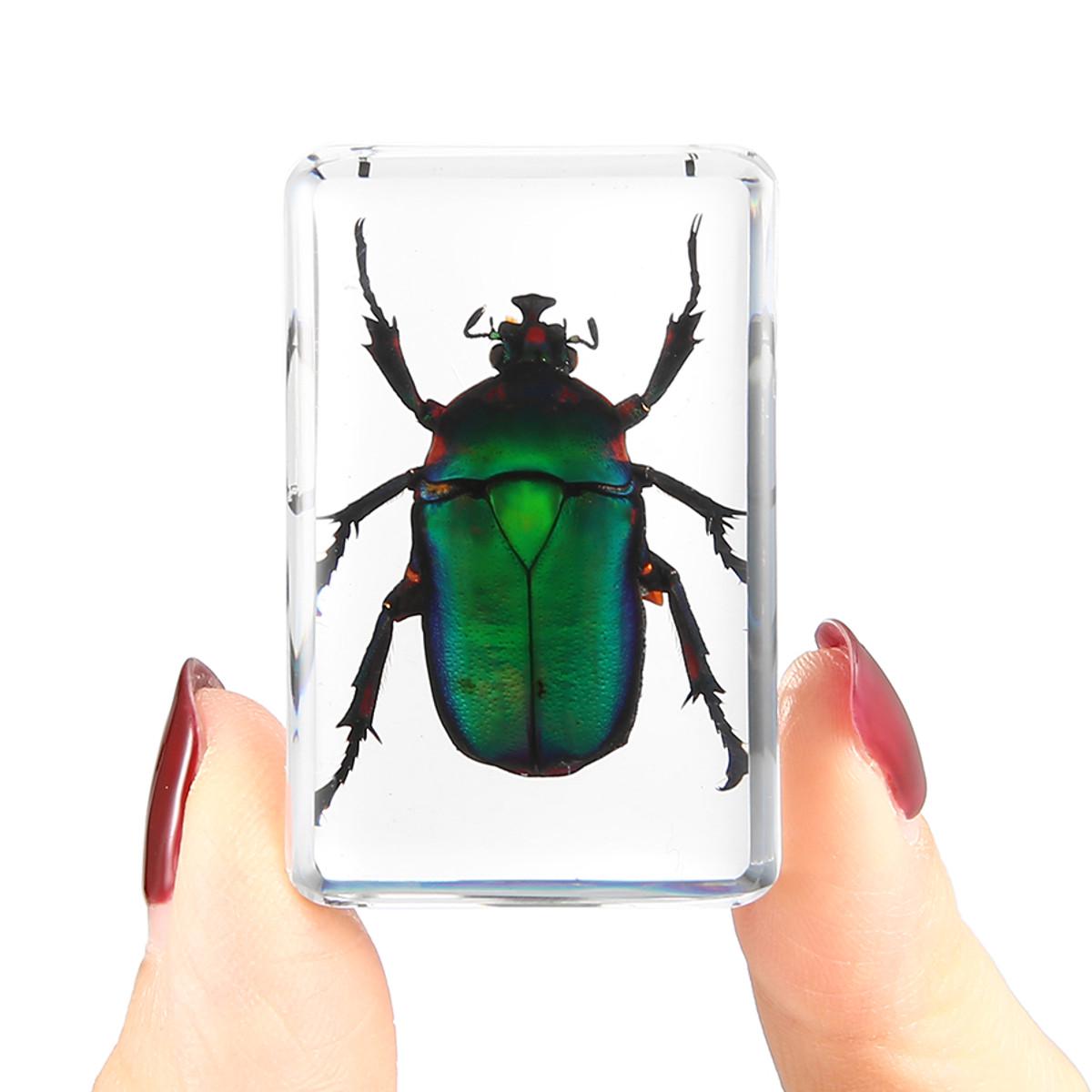 Прозрачное насекомое Chafer Beetle Образование Насекомые Образец Бумажный мак Биологический коллекция
Прозрачное насекомое Chafer Beetle Образование Насекомые Образец Бумажный мак Биологический коллекция