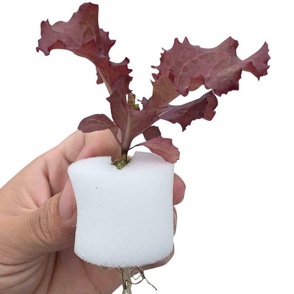 50 Plastic Net Cups with Aeration Slots and 50 Soilless Sponge Blocks for Hydroponics Aquaponics and Root Development China Mainland
50 Plastic Net Cups with Aeration Slots and 50 Soilless Sponge Blocks for Hydroponics Aquaponics and Root Development China Mainland