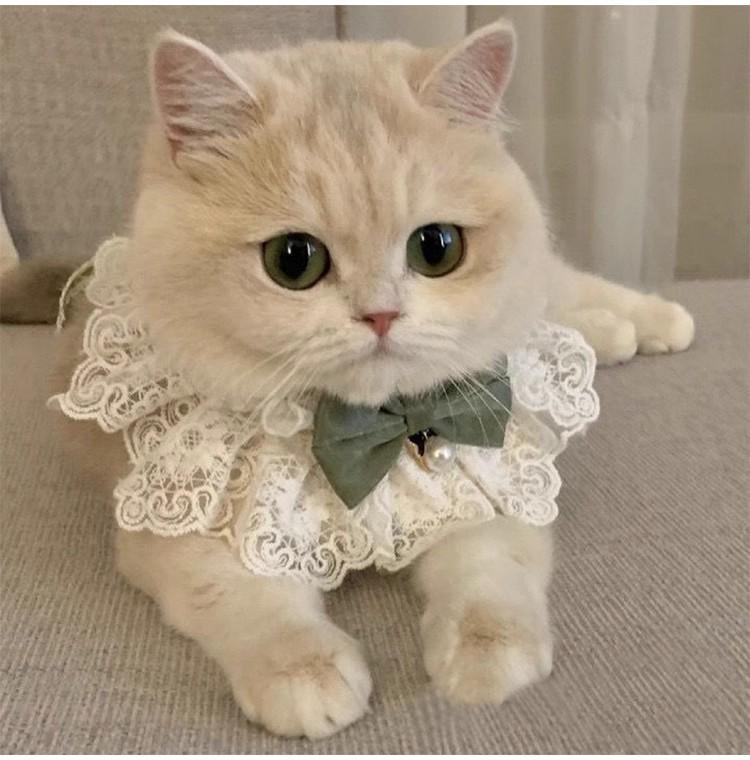 Платье принцессы для котенка рэгдолла с воротником и шейным платком Extra Small зелёный
Платье принцессы для котенка рэгдолла с воротником и шейным платком Extra Small зелёный